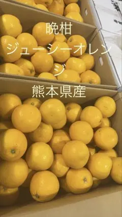 晩柑ジューシーオレンジ 20kg 熊本県産のサムネイル