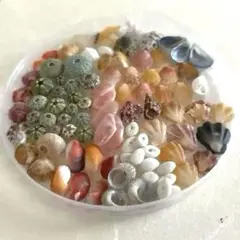 微小サイズのウニ殻と貝殻のセット