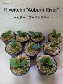 2026年最新】veitchii auburn riverの人気アイテム - メルカリ