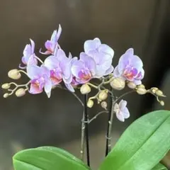 Sweet cake様 リクエスト 2点 まとめ商品