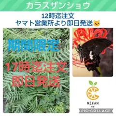 2025年最新】カラスザンショウの人気アイテム - メルカリ