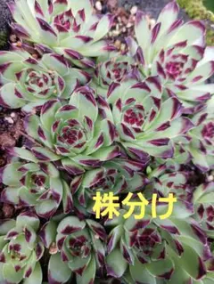 ゆっち様専用センペルビウム2種多肉植物 - メルカリ