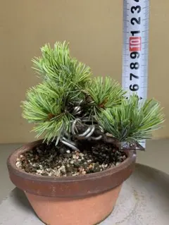 kamo様 リクエスト 2点 まとめ商品