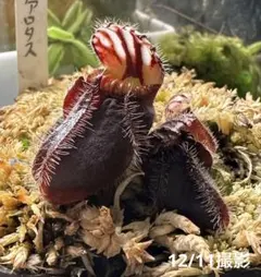 2025年最新】食虫 セファロタスの人気アイテム - メルカリ