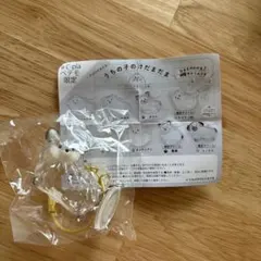 うちの子けだまだま チワワ