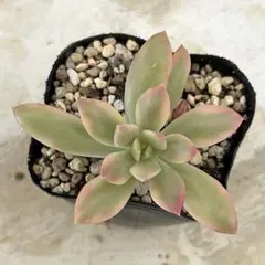 チェリーボンボン ぼのぼの苗 多肉植物 エケベリア セダム 抜き苗
