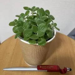 アロマティカス　多肉植物　　抜き苗のサムネイル