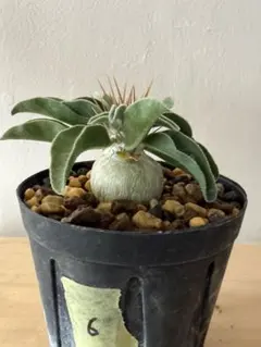 Dc0202 【3株セット】パキポディウム ナマクアナム 実生【鉢 速達】 Dc0202 【3株セット】パキポディウム ナマクアナム 実生【鉢 速達