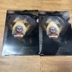 天王寺動物園✖︎マレーグマクリアファイル2枚セット