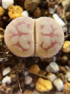 Lithops karasmontana 'Suiren'優選 Lithops karasmontana 'Suiren'優選 - メルカリ