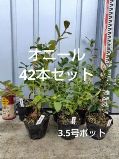 2025年最新】オニール ブルーベリーの人気アイテム - メルカリ