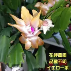 ガグー様 リクエスト 2点 まとめ商品