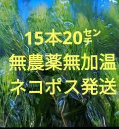 天然マツモ□2.6Lバケツ盛り‼️⚠️北海道、沖縄県、離島は発送しま