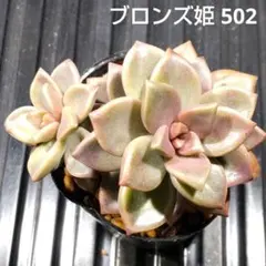ブロンズ姫 502 グラプトペタルム 多肉植物 抜き苗