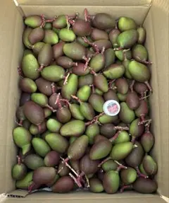 2026年最新】摘果マンゴーの人気アイテム - メルカリ