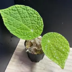 Begonia staudtii 原種ベゴニア スタウティー 熱帯植物 ベゴニア