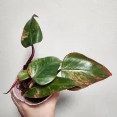 観葉植物 フィロデンドロン ストロベリーシェイク