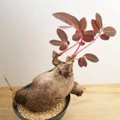 フィランサス ミラビリス Phyllanthus mirabilisのサムネイル