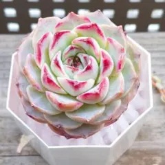 i*a様 パープルグラナダ①　ꫛꫀꪝ⟡.꙳