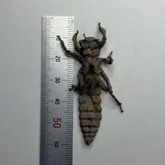 珍品　ヒメクジャクヤママユ　黒化型　ペア　イギリス産　ヤママユ　外国産蛾標本 珍品 ヒメクジャクヤママユ 黒化型 ペア イギリス産 ヤママユ 外国産蛾