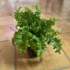 2026年最新】ネフロレピスボストンファーンの人気アイテム - メルカリ