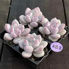 よっこ様 リクエスト 2点 まとめ商品