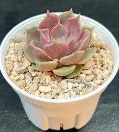 初梅　多肉アン命名苗　多肉植物　エケベリア　抜き苗のサムネイル
