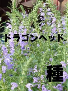 2026年最新】プロフ必読様の人気アイテム - メルカリ
