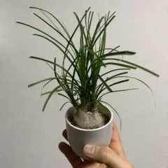 2026年最新】トックリランの人気アイテム - メルカリ