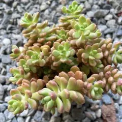 小梅 つぶつぶ屋 だるま姫秀麗xスプリングワンダー 多肉 セダムのサムネイル