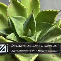 2025年最新】アガベ イシスメンシス ハイブリッドの人気アイテム