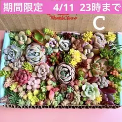 多肉植物　カット苗　詰め合せ　寄せ植えセット　エケベリア　セダム　箱いっぱい　C
