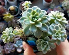 K*e様 ②　石の花　ミックスベリア　おらいさん　土付き発送　多肉