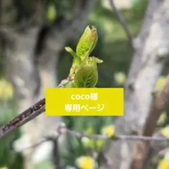 coco様専用ページ