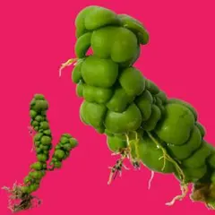 sato3305様 リクエスト 3点 まとめ商品