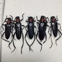 2026年最新】カミキリ 昆虫標本の人気アイテム - メルカリ