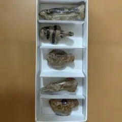 魚型の陶器製箸置き5個セット