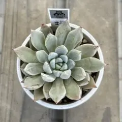 2026年最新】優木園さん苗の人気アイテム - メルカリ