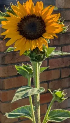 コンサートベル黄色 房咲きひまわり種子 100〜120個 種② ガーデニング