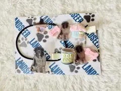 ヘアゴム&ヘアピンset