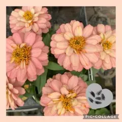 10粒　暑さに強く一面に咲くジニア✦プロフュージョンWディープサーモン✦花の種