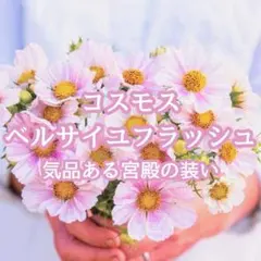 【お花の種】コスモス☆秋桜 ベルサイユフラッシュ 種子 約20粒！