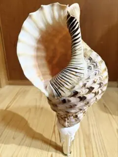 Item thumbnail for item 39679337-f4ca-4d3c-a460-ccfb1312201f