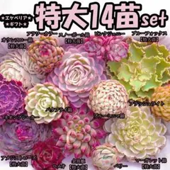 韓国苗　多肉植物　特大 エケベリア　ギフト　14苗セット【SP76】