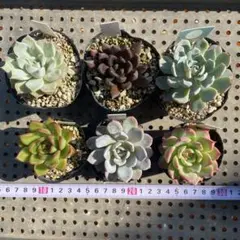 多肉植物　抜き苗　6種セット