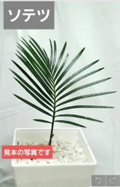 ソテツ葉.メルカリ便.25日まで.本日お値下げ. ソテツ葉.メルカリ便.25日まで.本日お値下げ. - メルカリ