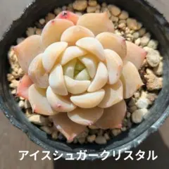 LOUIS様 リクエスト 2点 まとめ商品