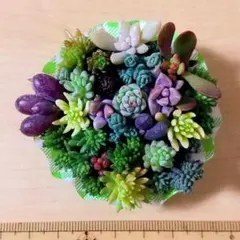 多肉植物セダム☆そのまま飾れる寄せ植え☆ちまちま③