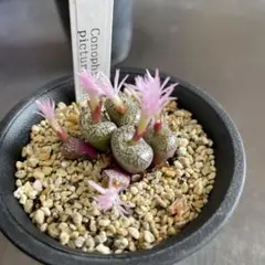 2025年最新】コノフィツムの人気アイテム - メルカリ