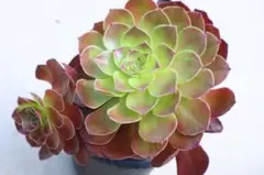 アエオニウム・銅花順錦 - メルカリ